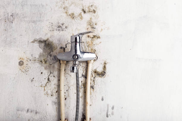 Best Best Mold Removal Companies  in Morrisville, VT