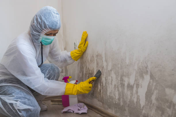 Best Mold Removal Company Near Me  in Morrisville, VT