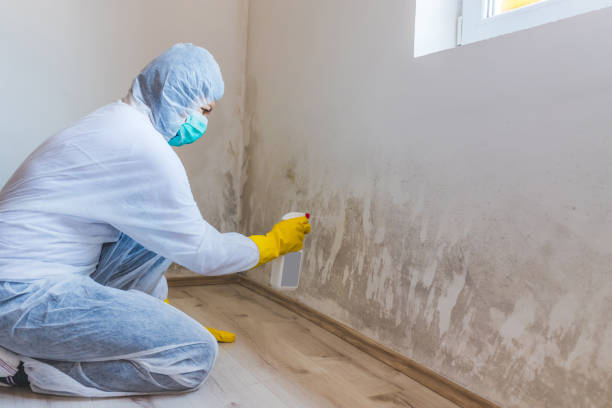 Best Certified Mold Removal  in Morrisville, VT