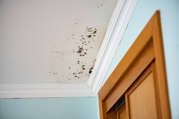 Best Affordable Mold Removal  in Morrisville, VT