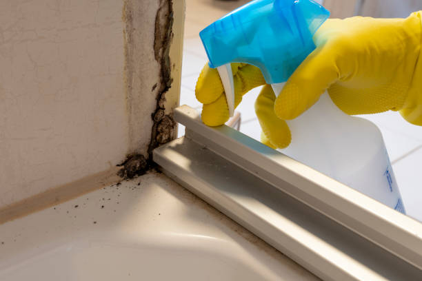 Professional Mold Removal in Morrisville, VT