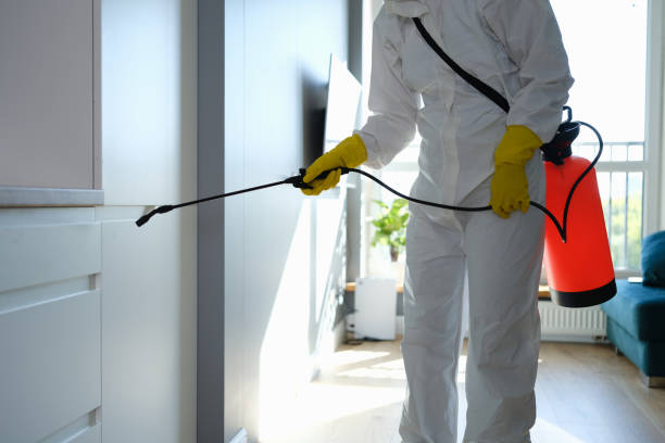 Best Affordable Mold Removal  in Morrisville, VT