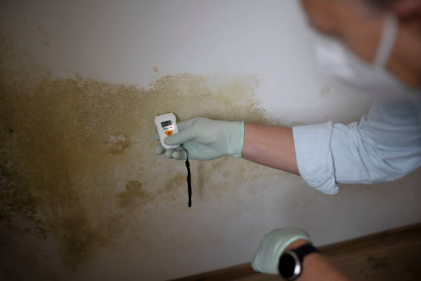 Best Local Mold Removal Service  in Morrisville, VT