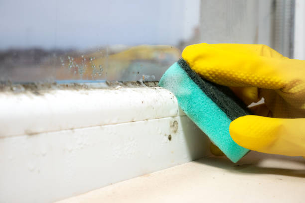 Best Attic Mold Removal  in Morrisville, VT