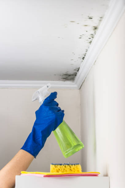 Best Office Mold Removal Services  in Morrisville, VT