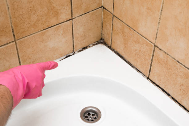 Best Mold Removal Specialists  in Morrisville, VT